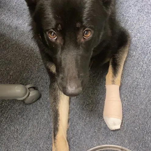 German shepherd patient with bandaged leg at Canterbury Animal Hospital