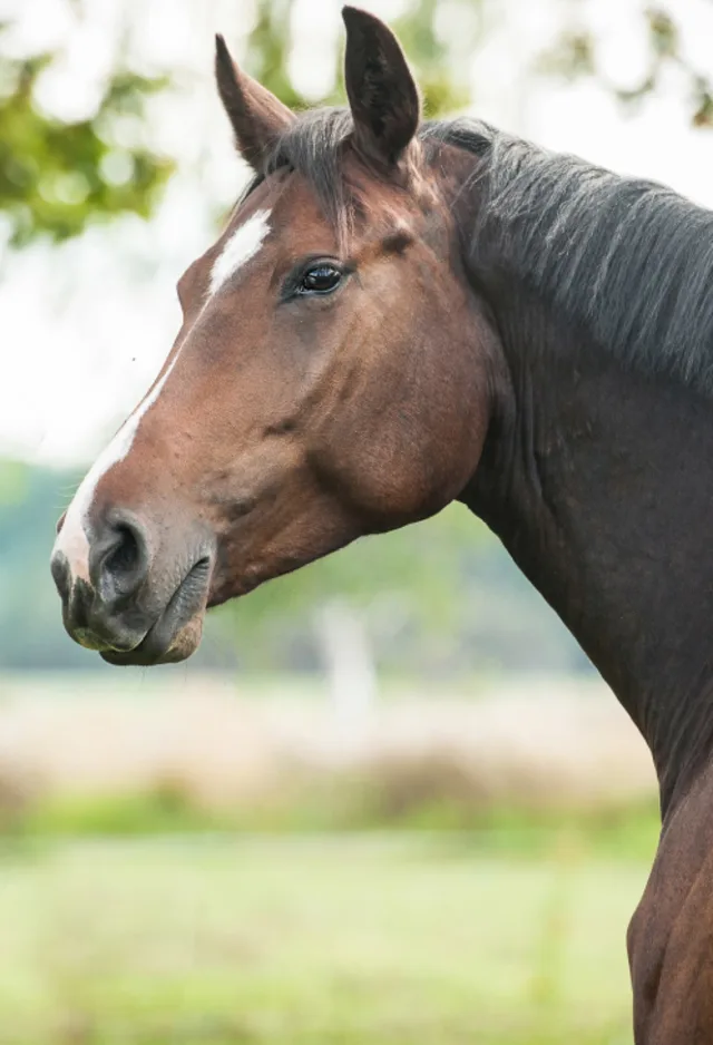 Close up of a brown horses face