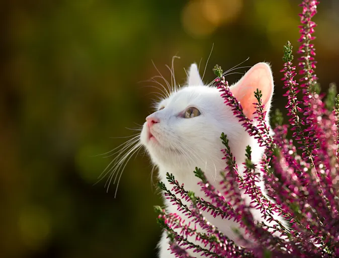 White cat outside hiding behind pink flowers