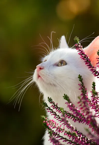 White cat outside hiding behind pink flowers White cat outside hiding behind pink flowers