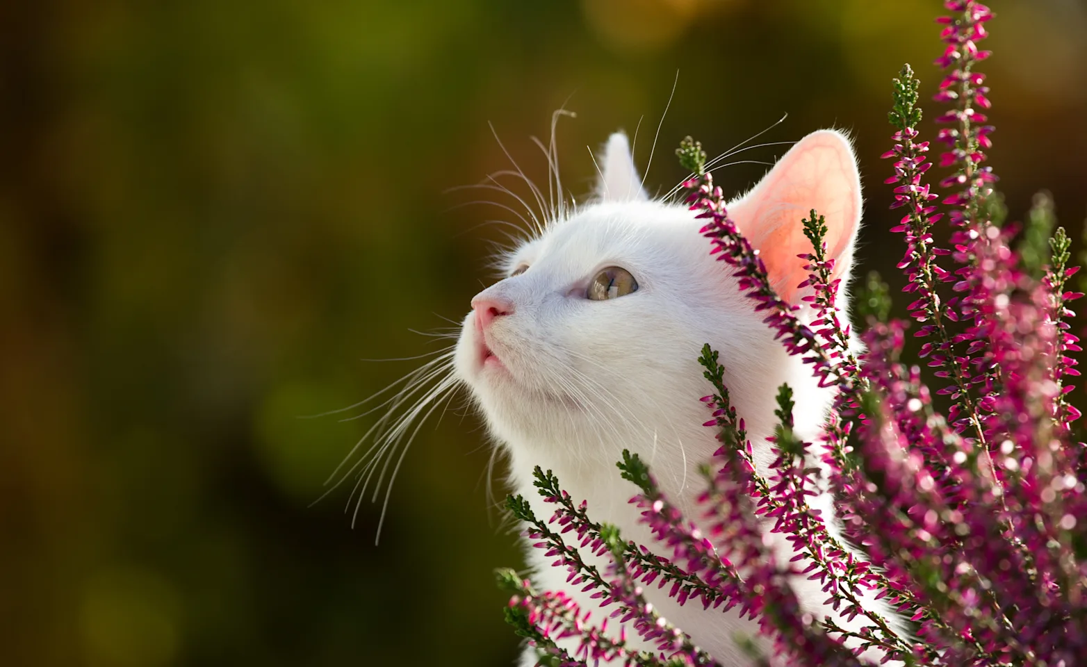 White cat outside hiding behind pink flowers