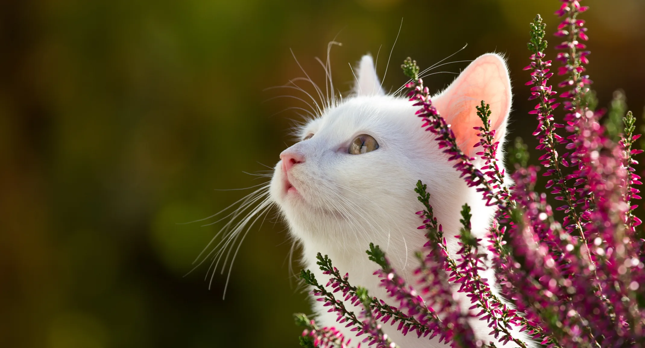 White cat outside hiding behind pink flowers White cat outside hiding behind pink flowers