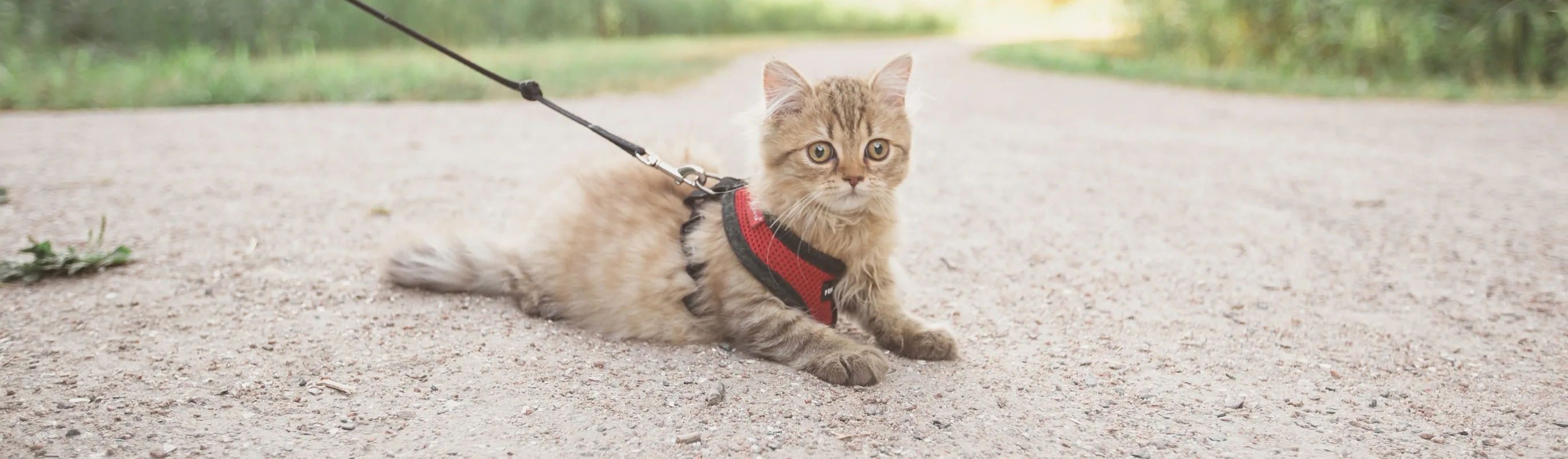 Cat on harness walking on dirt road