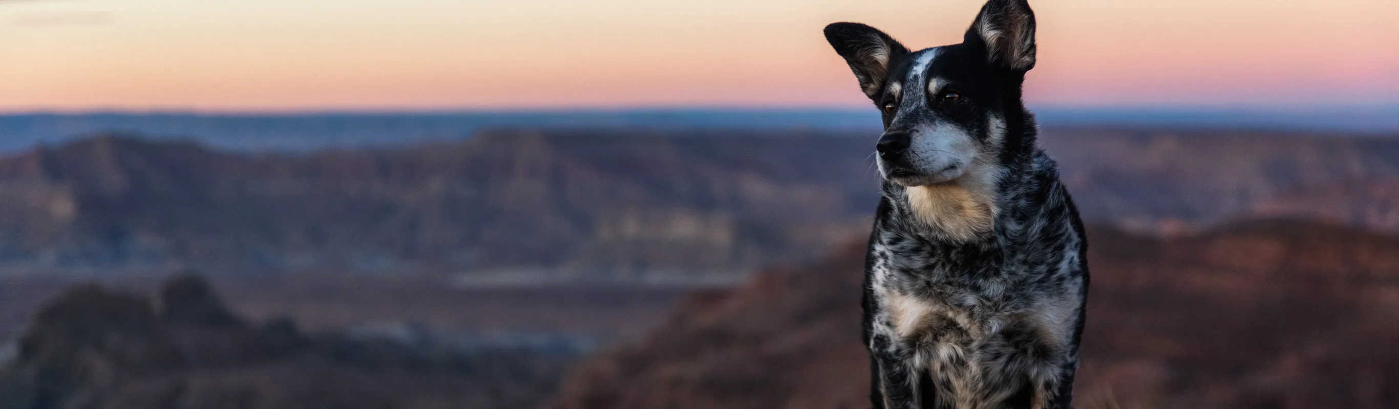 Dog sitting in a canyon