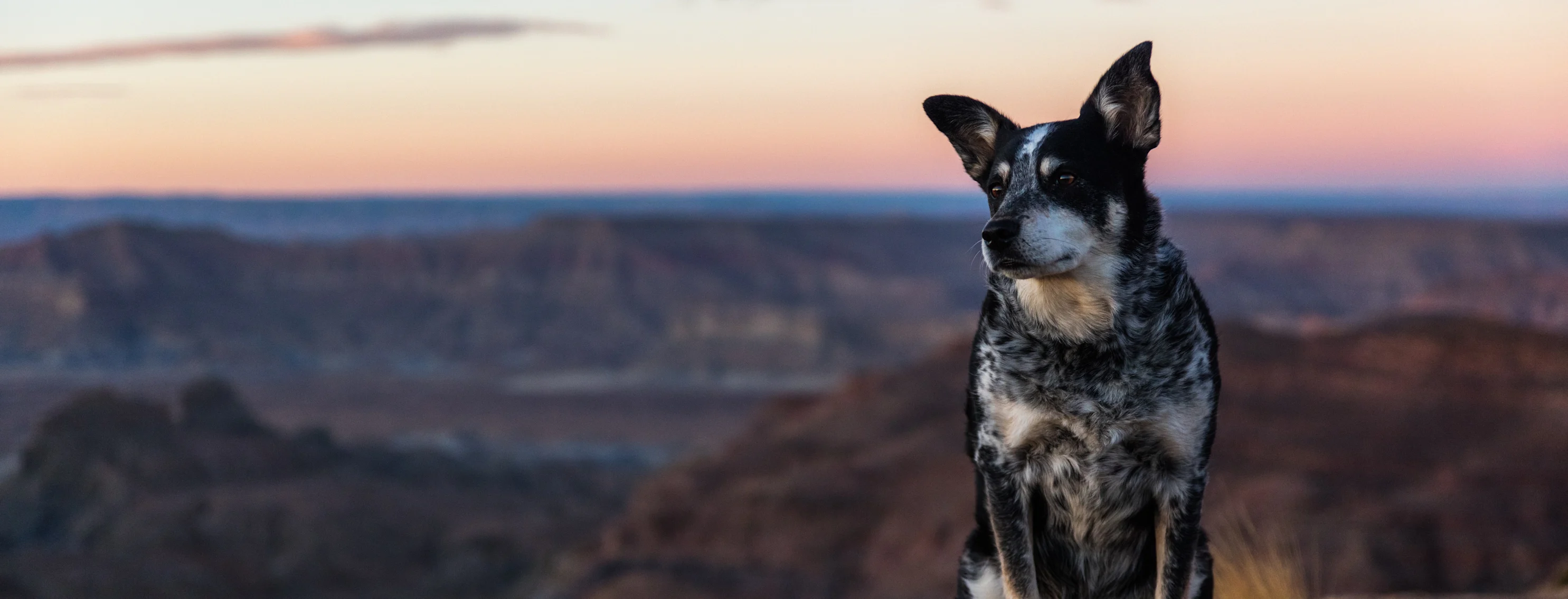 Dog sitting in a canyon Dog sitting in a canyon