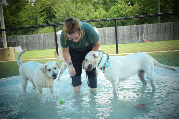Staff and dogs in pool