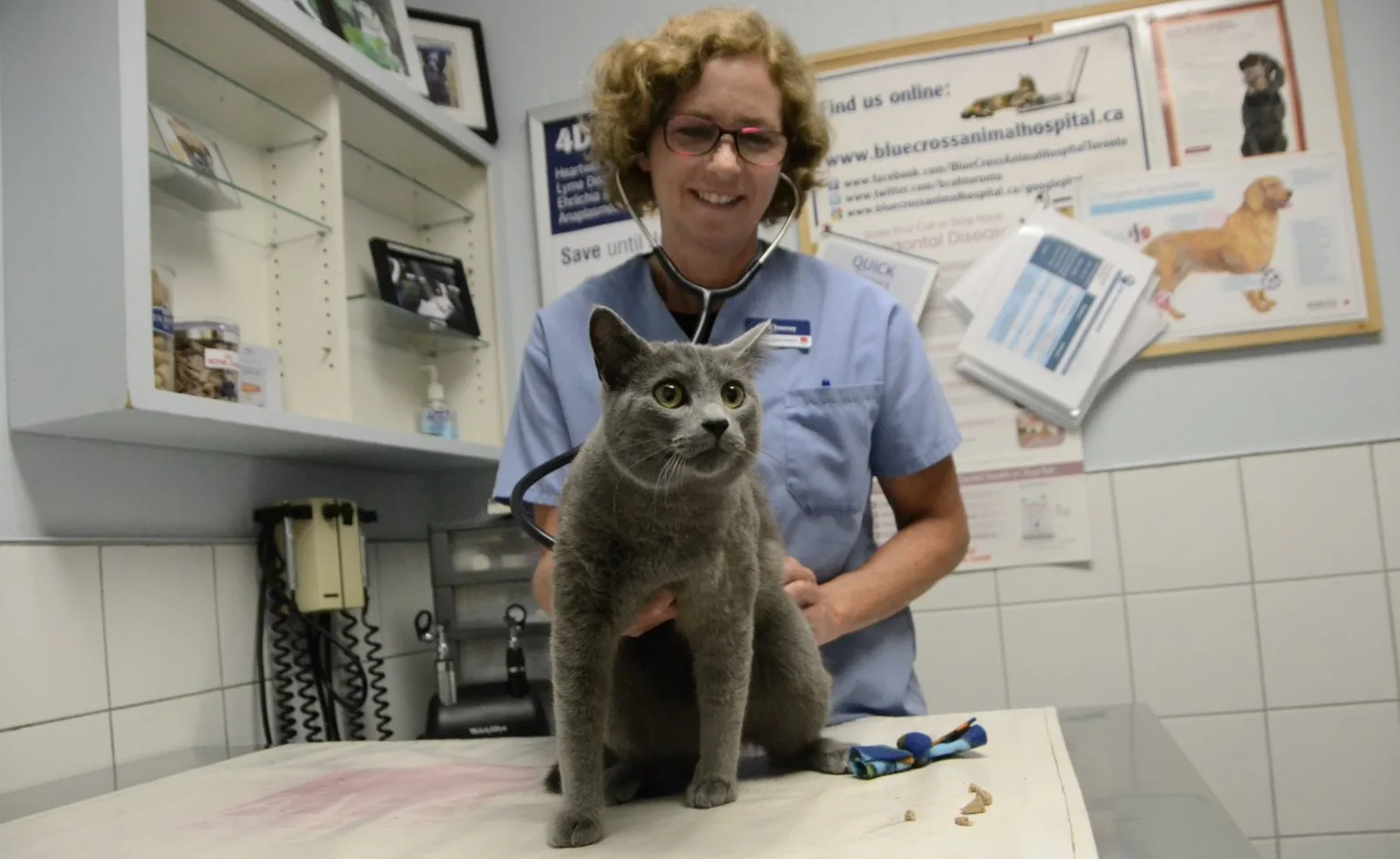 Cat on a table in front of a vet Cat on a table in front of a vet