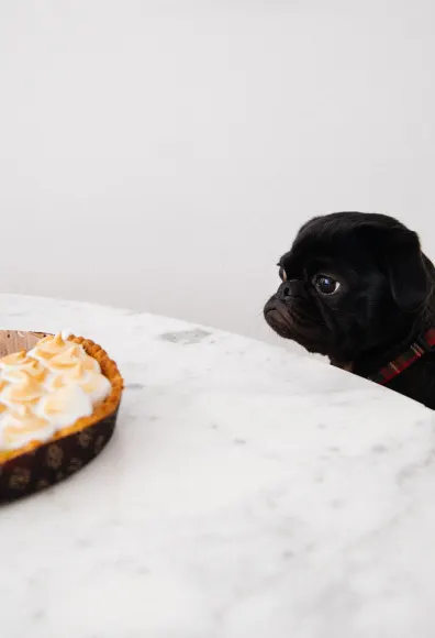 dog staring at pie