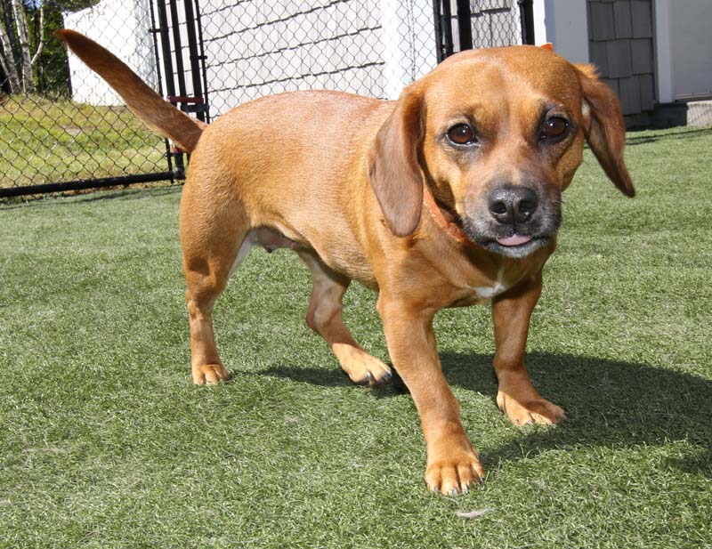 The Barking Dog Exeter Virtual Tour