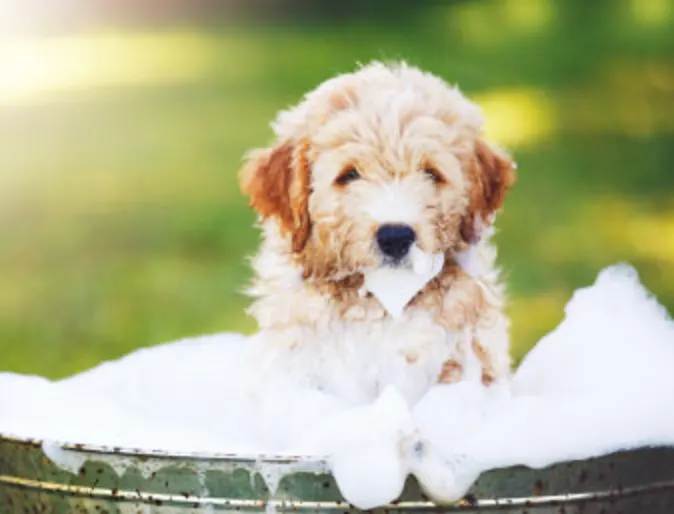 Puppy in bubble bath Puppy in bubble bath