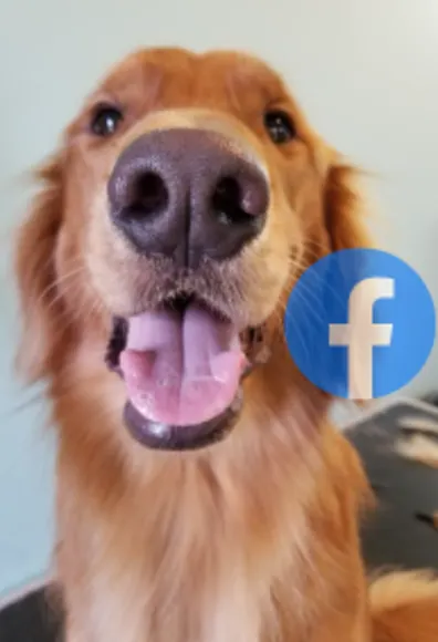 The Pet Ranch Facebook with dog
