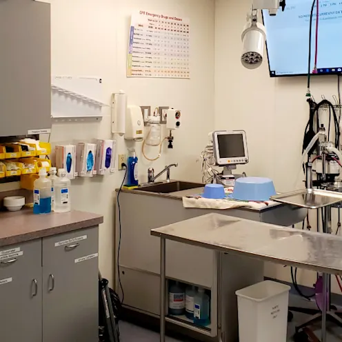 Intensive Care Unit at Westbridge Veterinary Referral Hospital equipped with tables, medical devices, lighting Intensive Care Unit at Westbridge Veterinary Referral Hospital equipped with tables, medical devices, lighting