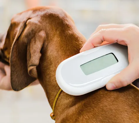 Dog having its microchip scanned by a veterinarian Dog having its microchip scanned by a veterinarian