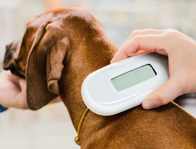 Dog having its microchip scanned by a veterinarian