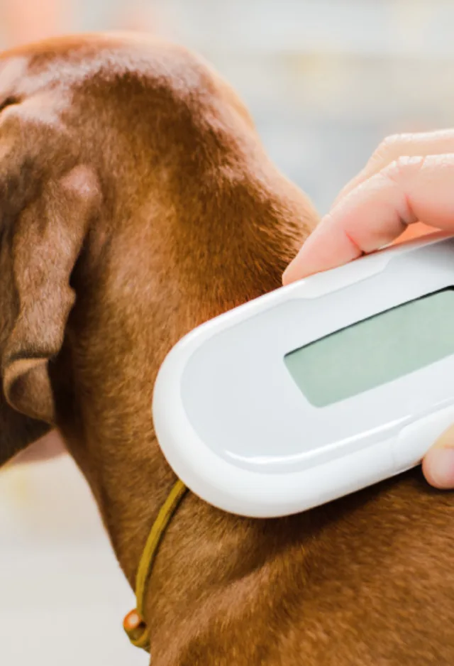 Dog having its microchip scanned by a veterinarian Dog having its microchip scanned by a veterinarian