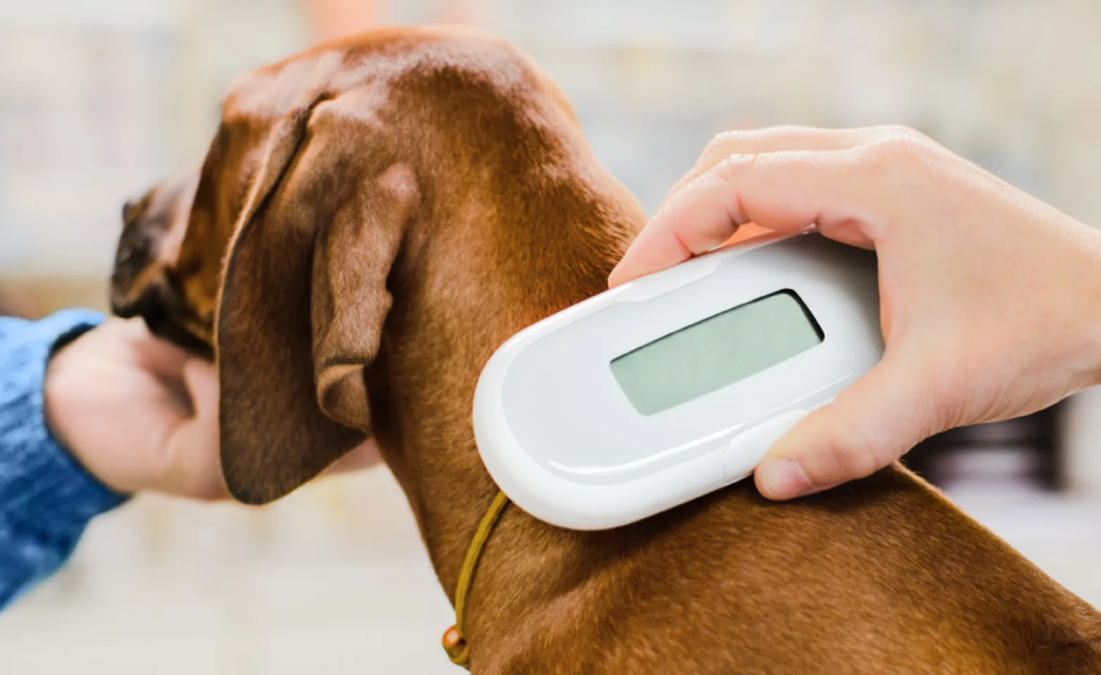 Dog having its microchip scanned by a veterinarian Dog having its microchip scanned by a veterinarian
