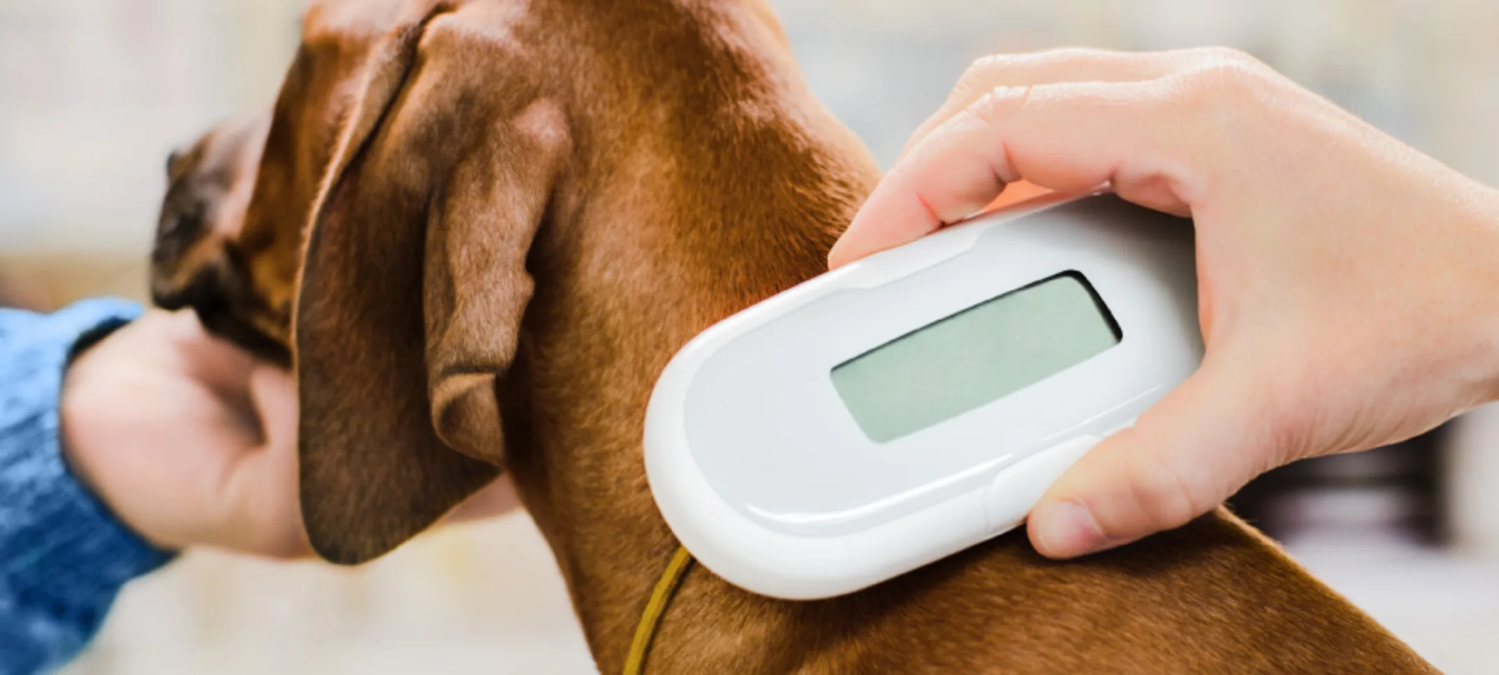Dog having its microchip scanned by a veterinarian Dog having its microchip scanned by a veterinarian