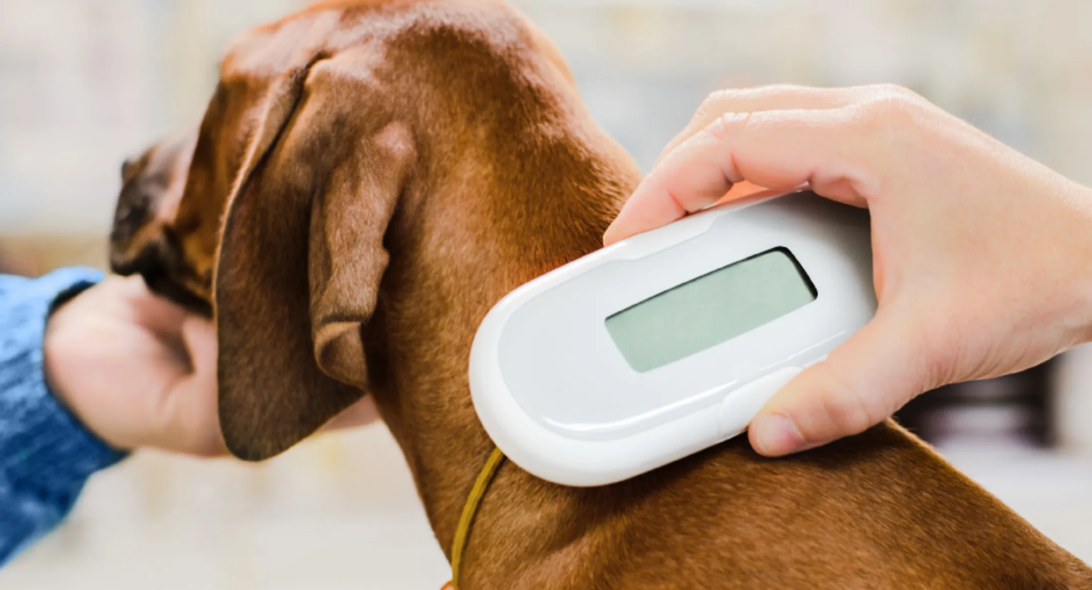 Dog having its microchip scanned by a veterinarian Dog having its microchip scanned by a veterinarian