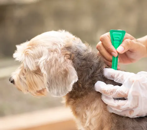Veterinary staff removing tick from dog Veterinary staff removing tick from dog