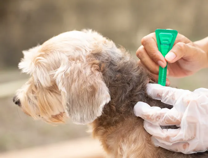 Veterinary staff removing tick from dog Veterinary staff removing tick from dog