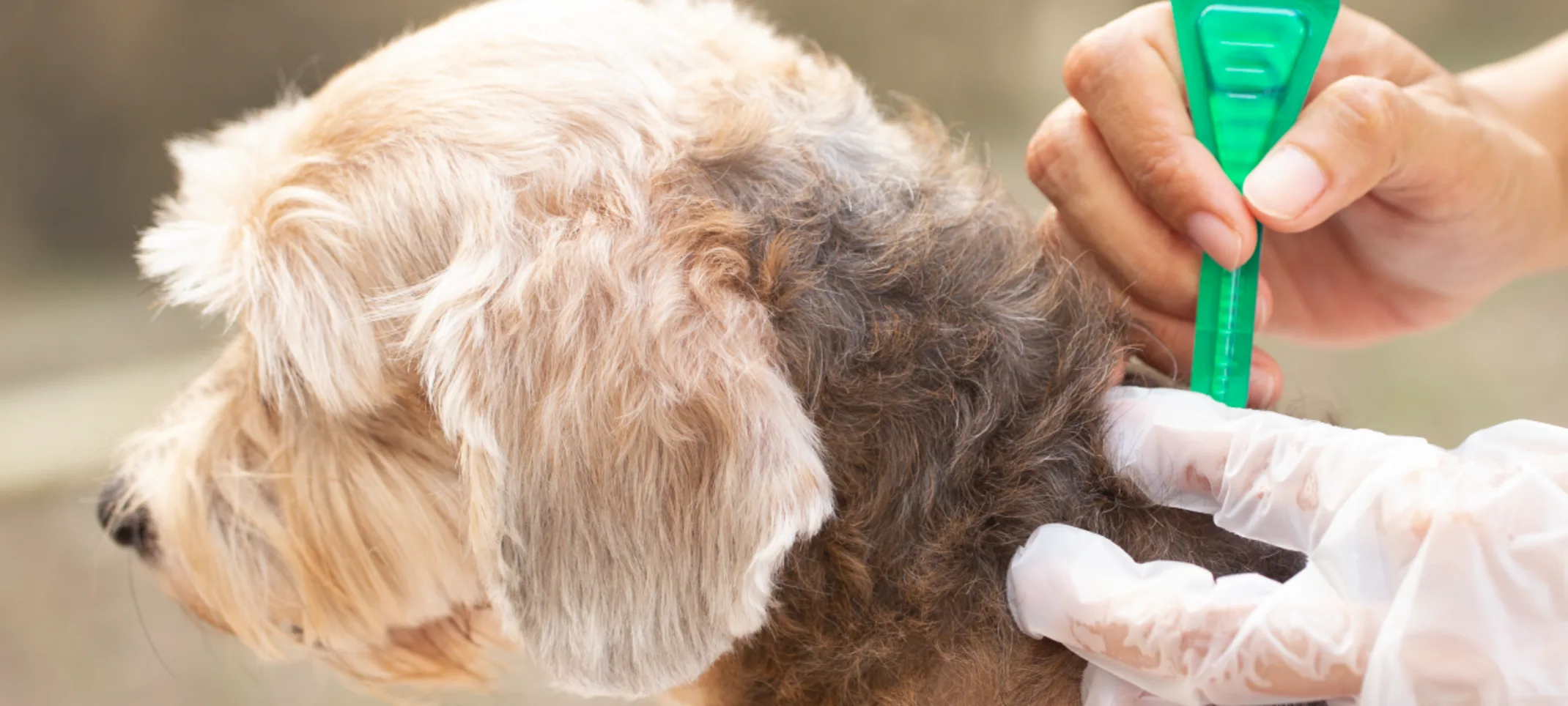 Veterinary staff removing tick from dog Veterinary staff removing tick from dog