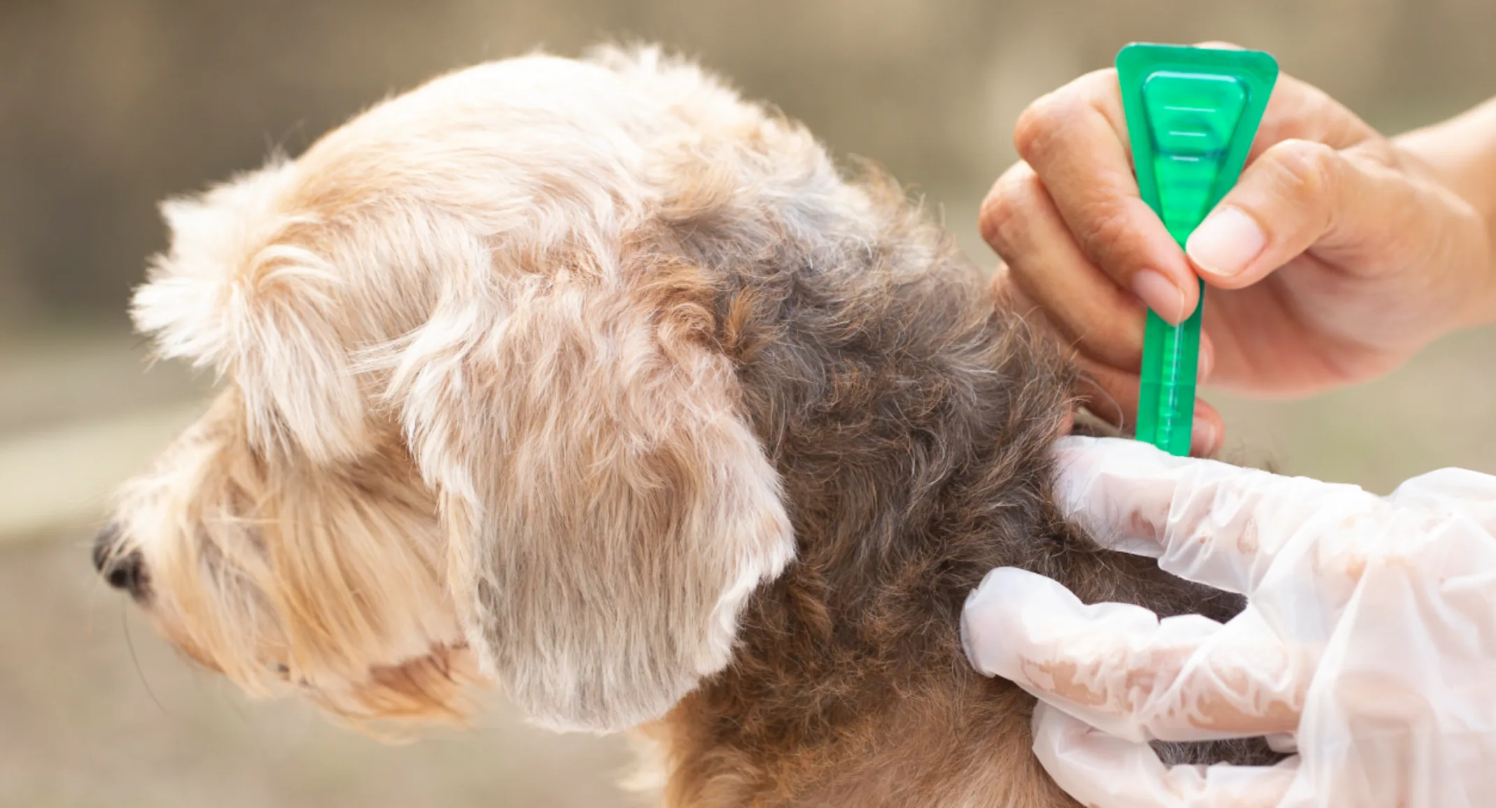 Veterinary staff removing tick from dog