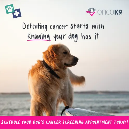 A long hair blonde dog with a beach in the background and the text, "Defeating cancer starts with knowing your dog has it"