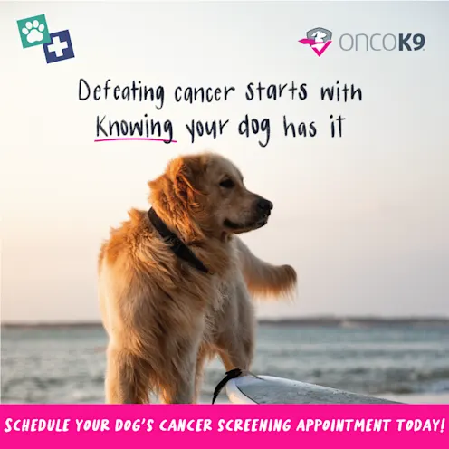 A long hair blonde dog with a beach in the background and the text, "Defeating cancer starts with knowing your dog has it" A long hair blonde dog with a beach in the background and the text, "Defeating cancer starts with knowing your dog has it"