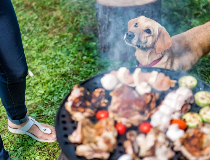 Dog standing near a barbeque filled with meat.
