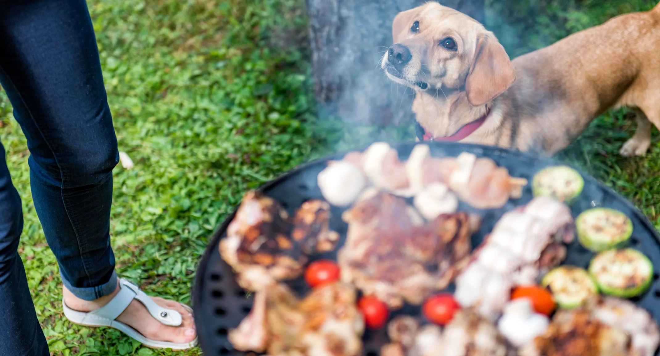 Dog standing near a barbeque filled with meat. Dog standing near a barbeque filled with meat.