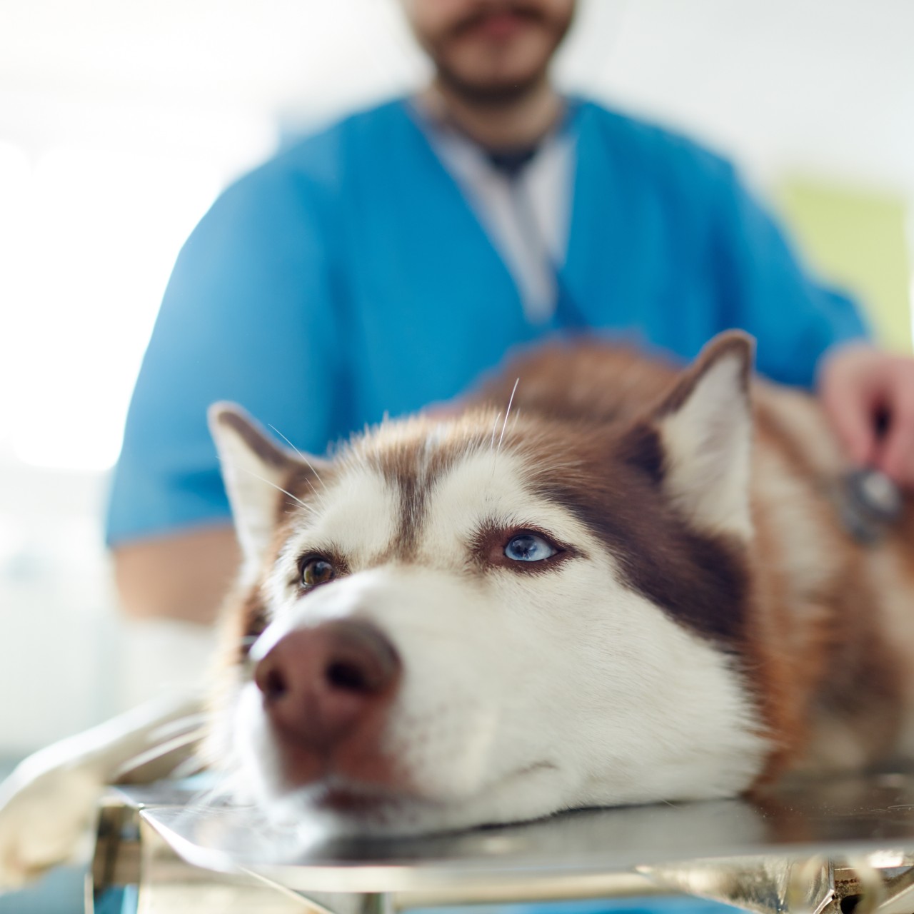 A dog laying down while a veterinarian examines him