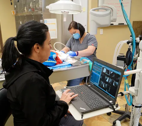 Roanoke staff providing dental services to a pet Roanoke staff providing dental services to a pet