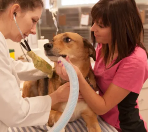 Two staff members working on a dog Two staff members working on a dog
