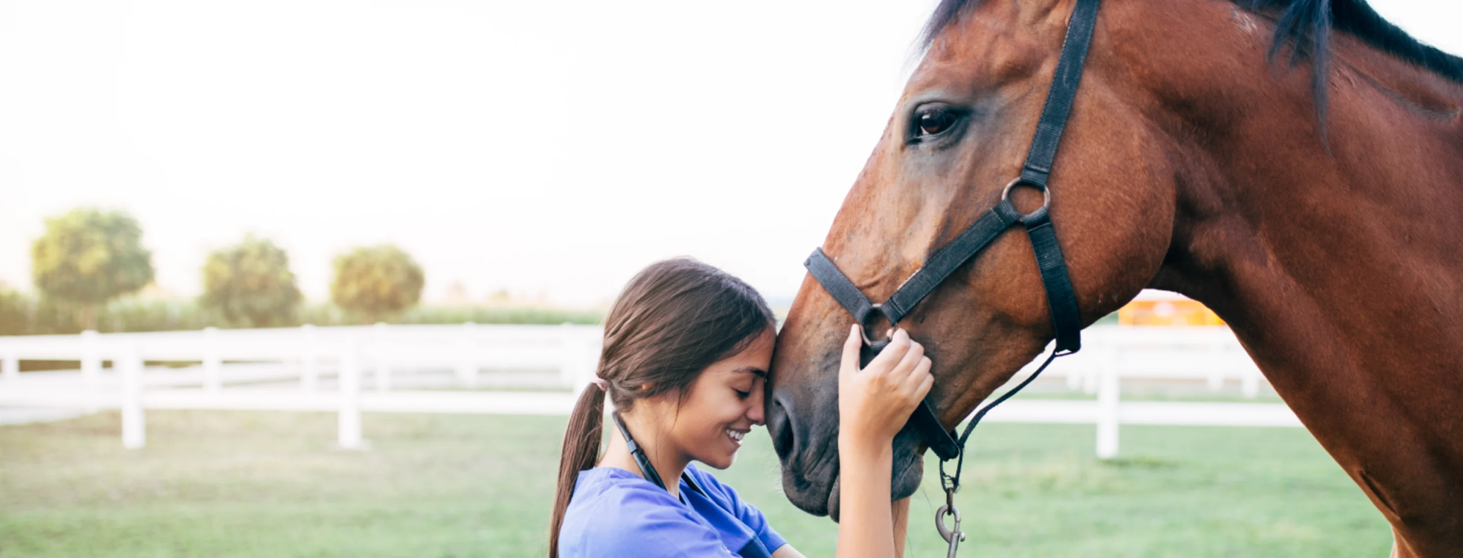 Veterinarian with horse taking care of him outside