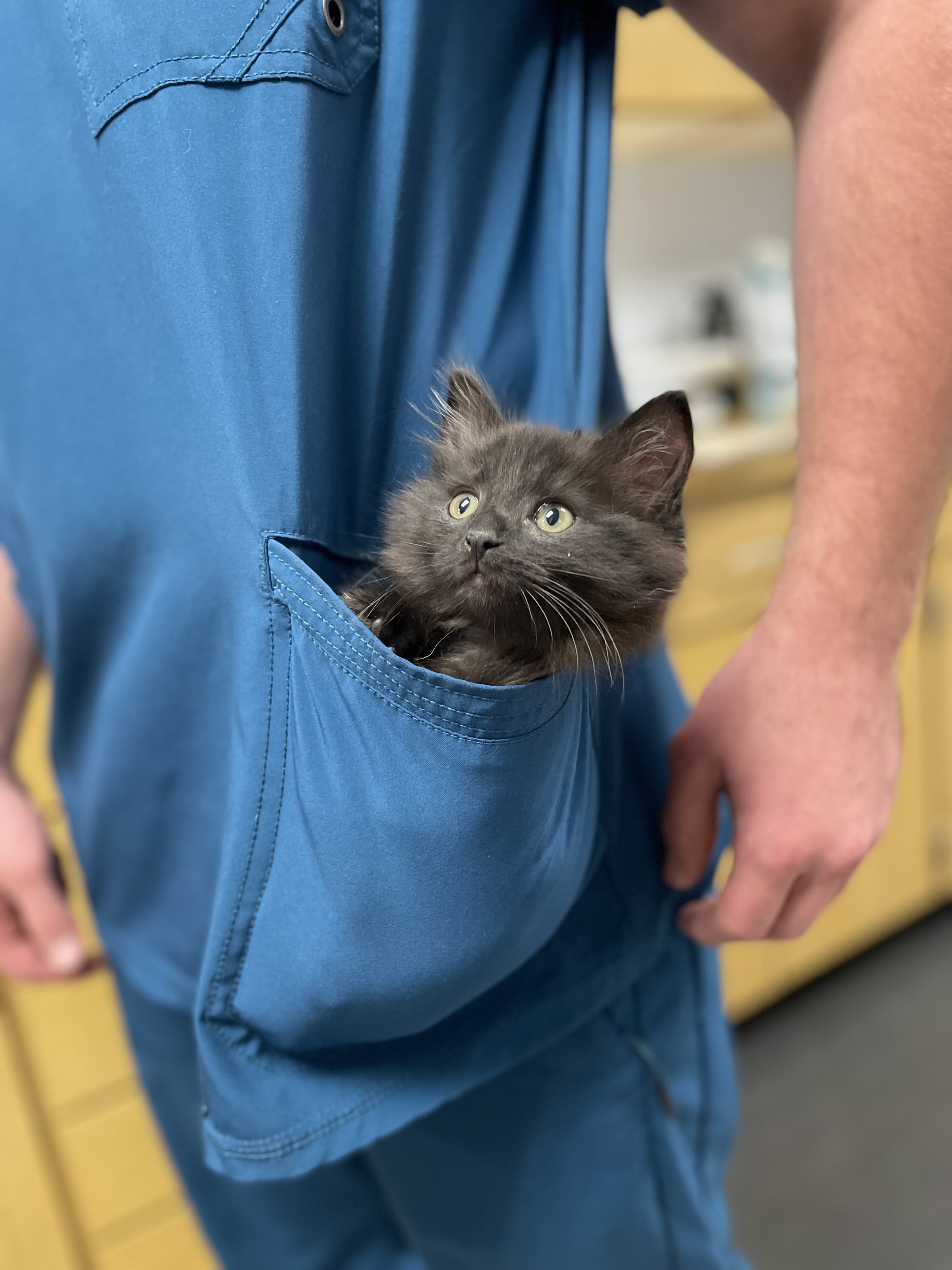 Kitten in Pocket at Ferry Farm Animal Clinic