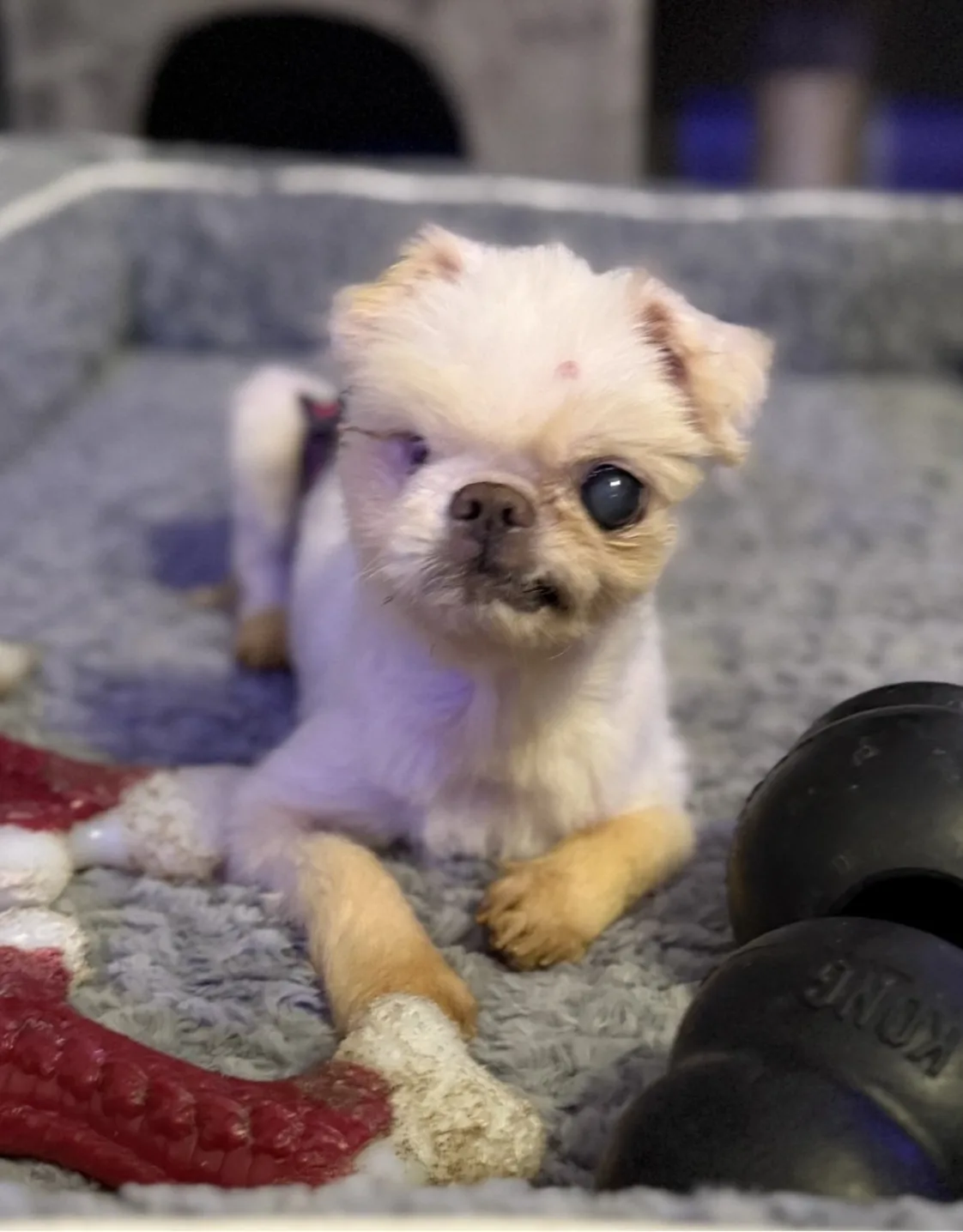 Dr. Briana Holgate Dr. Briana Holgate