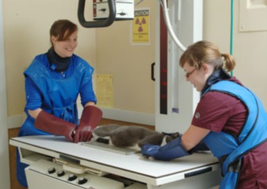 Brookfield Veterinary Hospital Radiology and two employees with a cat