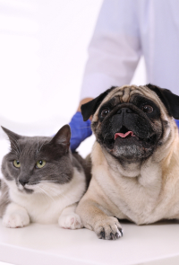 Gray Cat & Pug (Dog) Lying on Exam Table with Veterinarian