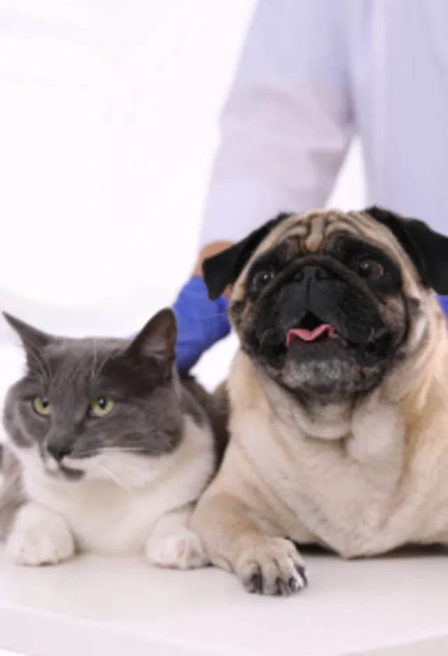 Gray Cat & Pug (Dog) Lying on Exam Table with Veterinarian Gray Cat & Pug (Dog) Lying on Exam Table with Veterinarian
