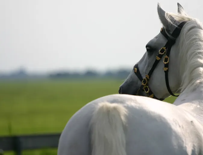 White horse standing in grassy field White horse standing in grassy field