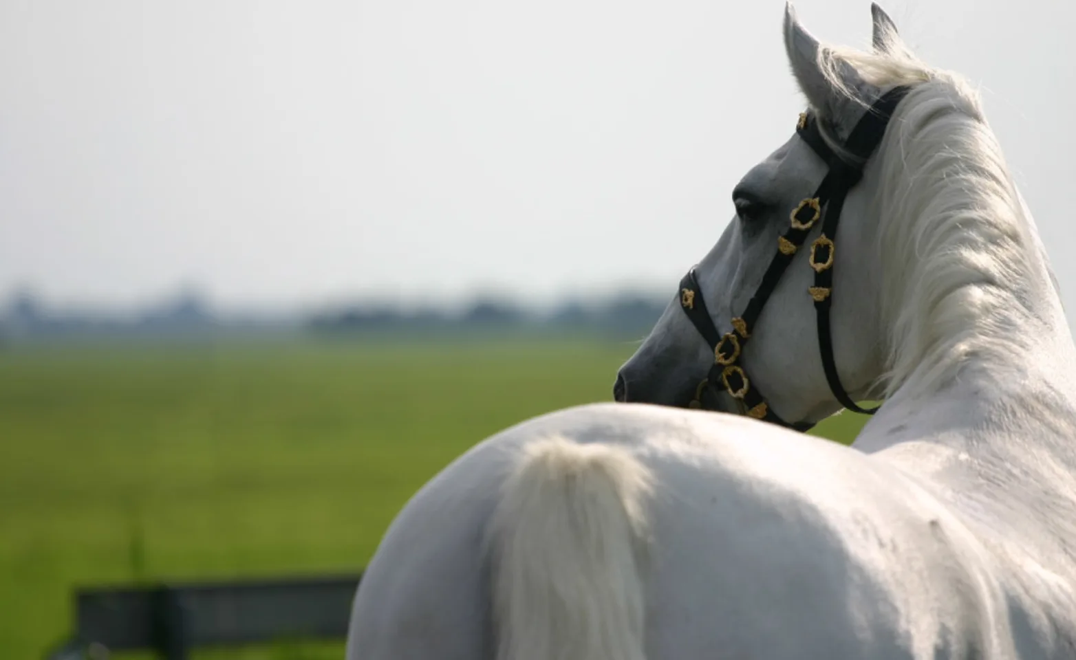 White horse standing in grassy field