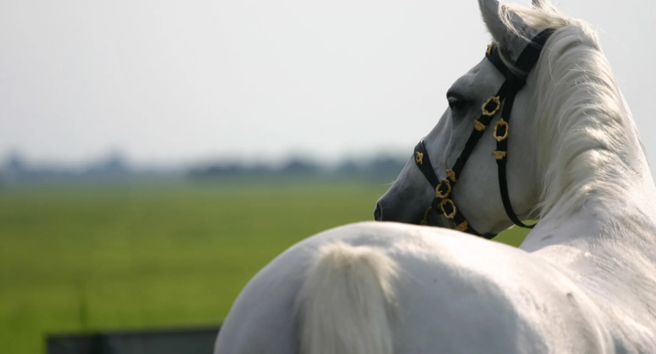 White horse standing in grassy field White horse standing in grassy field