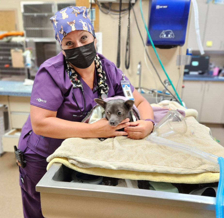 Staff member dressed in purple caring for a little gray dog on a table