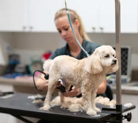 The Lodge at New Tampa Haircut The Lodge at New Tampa Haircut
