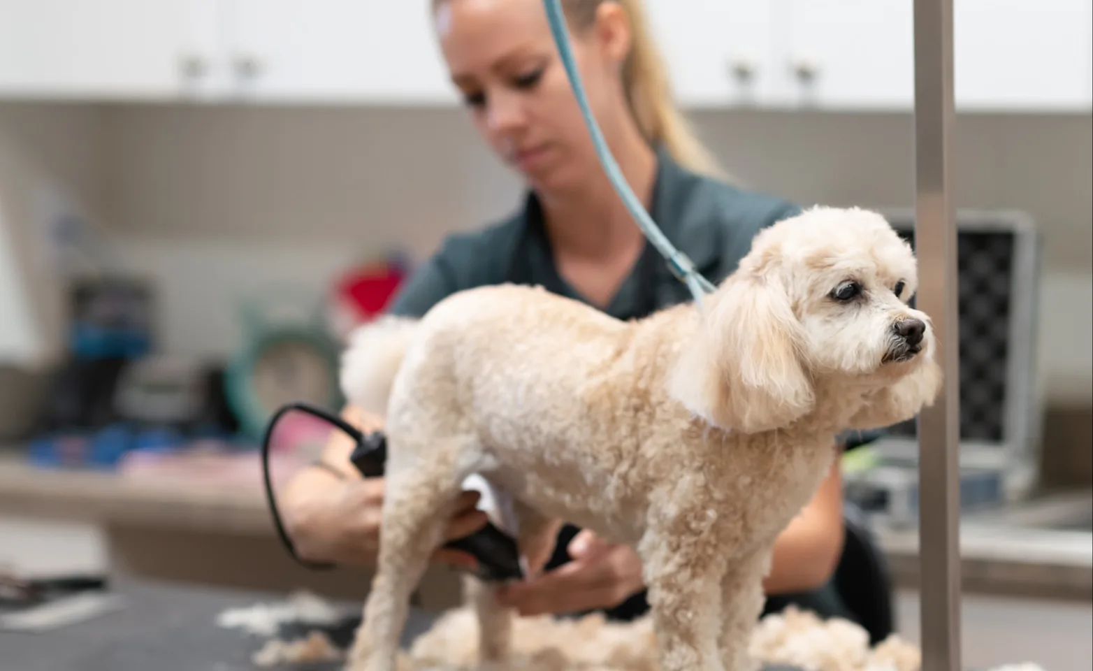 The Lodge at New Tampa Haircut The Lodge at New Tampa Haircut