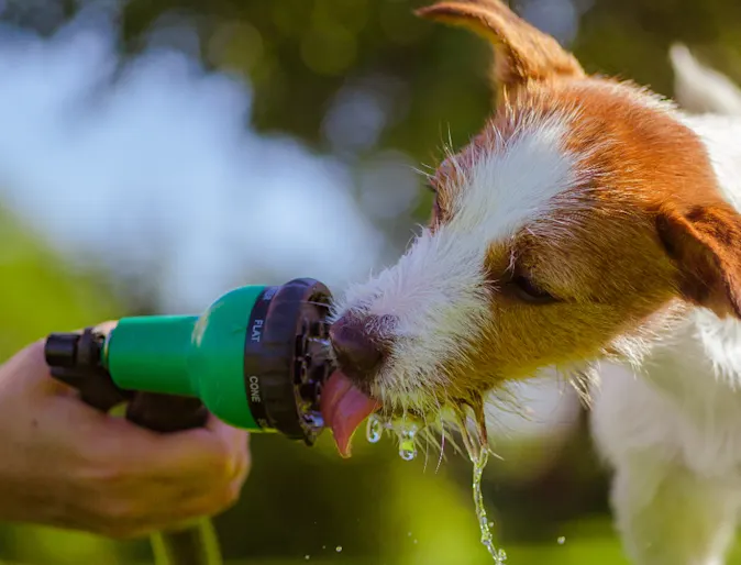 Dog Licking a Water Hose Nozzle Dog Licking a Water Hose Nozzle