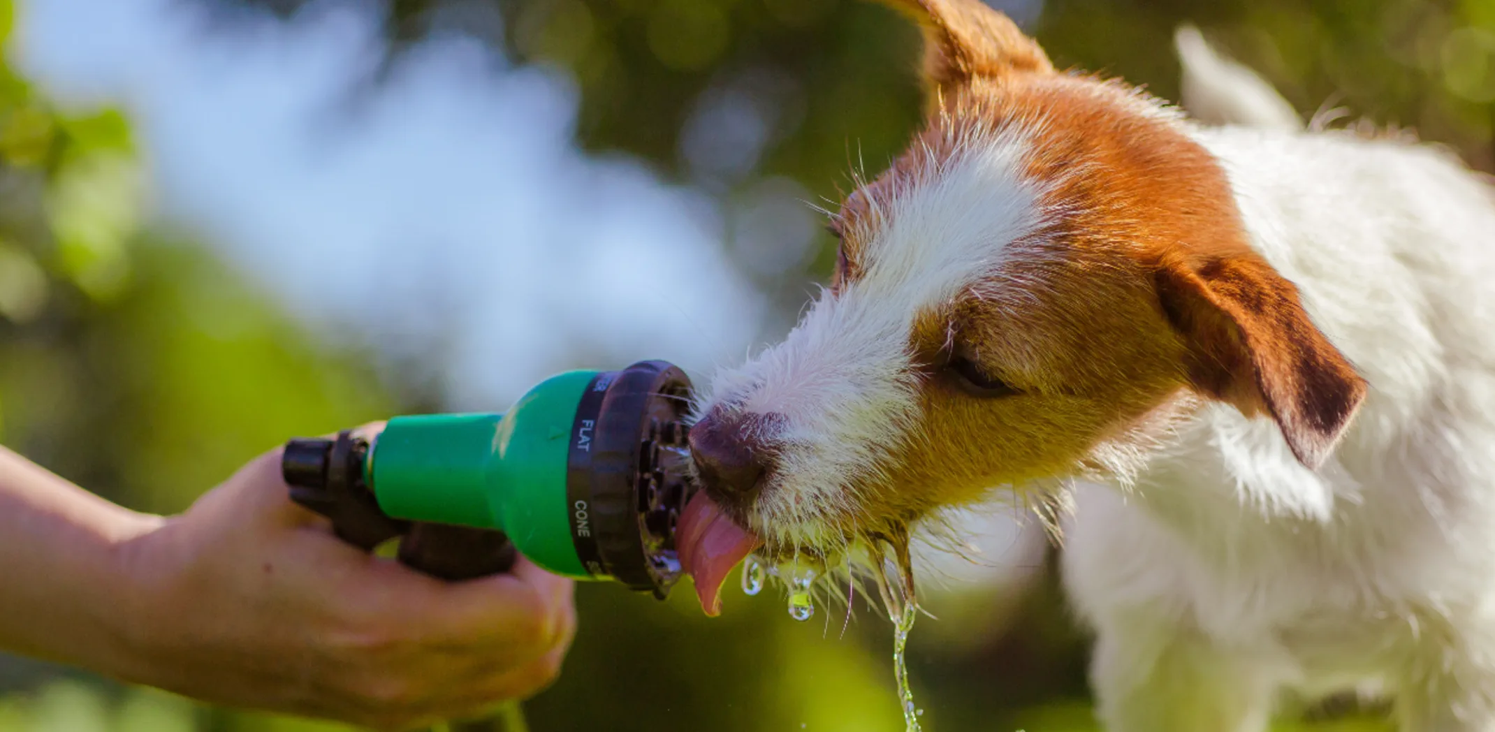 Dog Licking a Water Hose Nozzle Dog Licking a Water Hose Nozzle