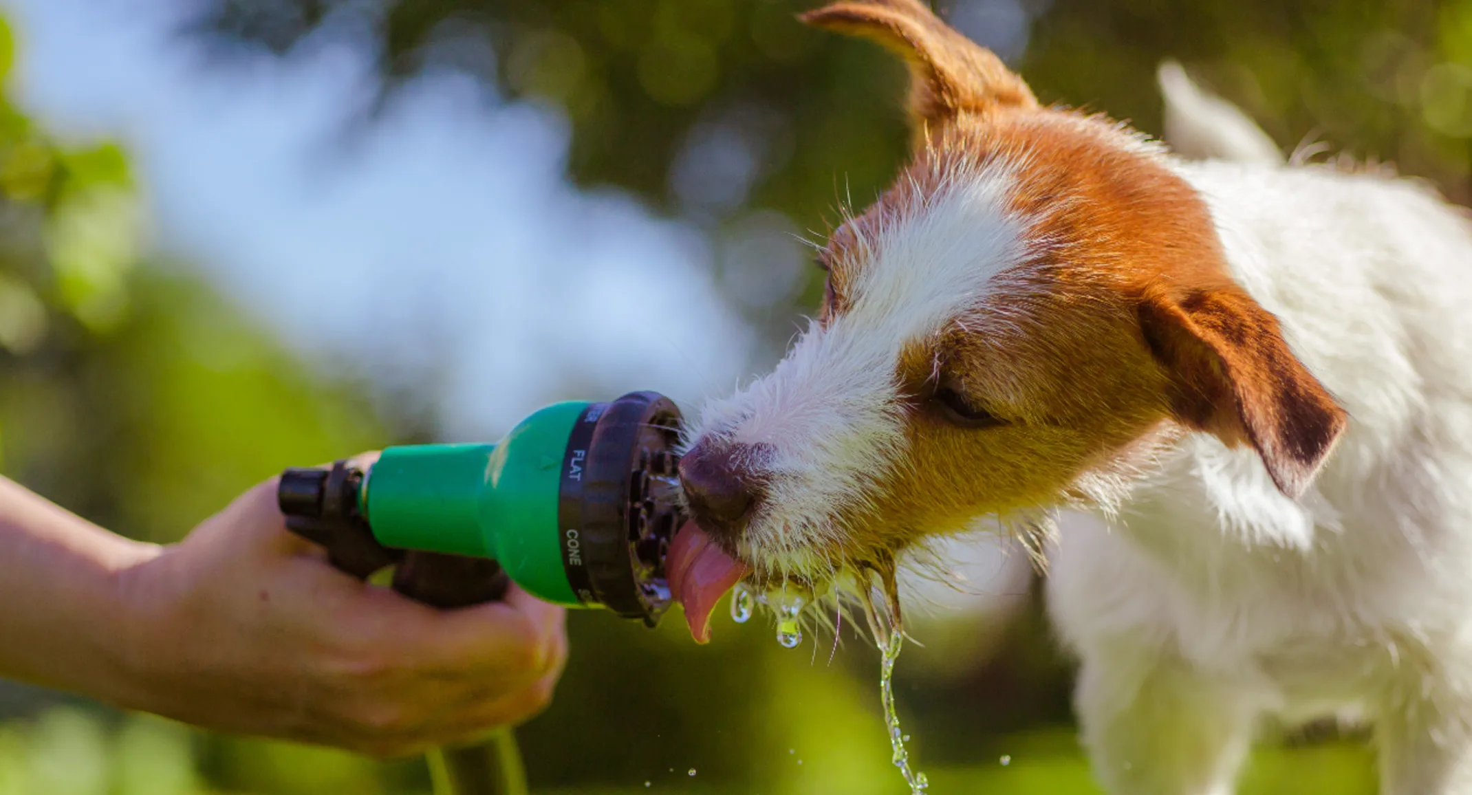 Dog Licking a Water Hose Nozzle Dog Licking a Water Hose Nozzle