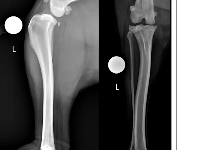 Stifle Arthroscopic TPLO in 6-year-old castrated Labrador Retriever Stifle Arthroscopic TPLO in 6-year-old castrated Labrador Retriever