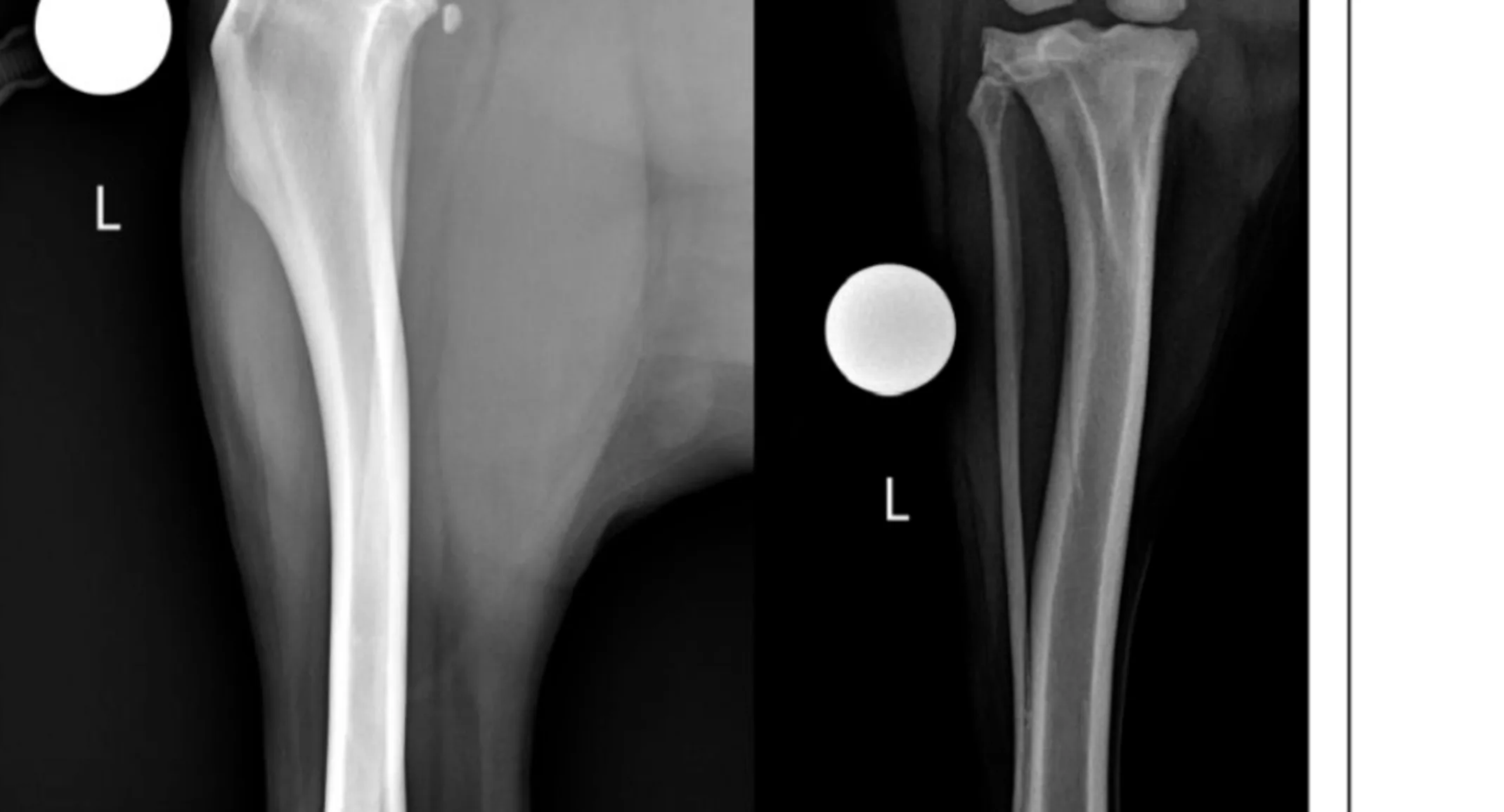 Stifle Arthroscopic TPLO in 6-year-old castrated Labrador Retriever Stifle Arthroscopic TPLO in 6-year-old castrated Labrador Retriever